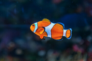 Naklejka na ściany i meble Clown fish in deep sea . Exotic colorful fish in transparent water 