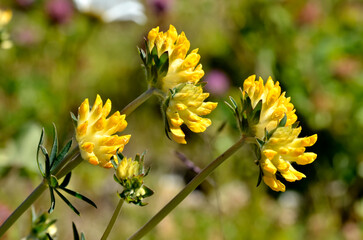 Yellow woundwort flower (Anthyllis vulneraria) in the french Alps