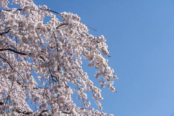 cherry tree blossom in japan - sakura