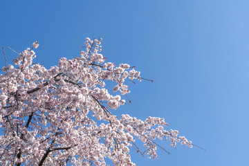 cherry tree blossom in japan - sakura