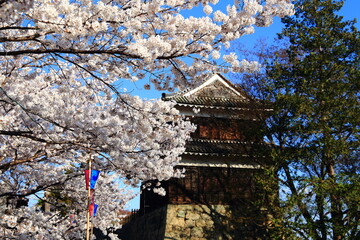 長野県上田城跡公園の桜