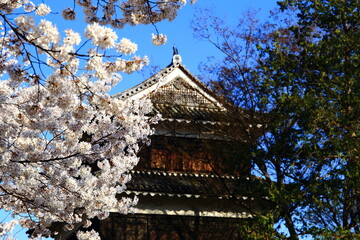 長野県上田市の桜