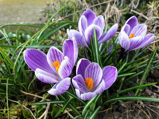 crocus plants at spring - violet flowers bloom closeup