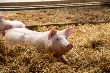 Artgerechte Schweinehaltung mit Haltung in stabilen Stallgruppen, Tageslichteinfall, Stroh,...