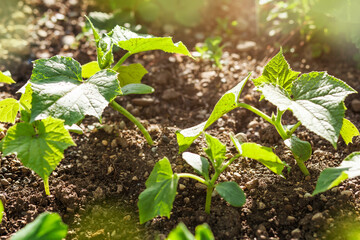 Cucumber Seedlings in Soil Outdoor. Cucumber Sprouts in Field , Seedlings in Farmer's Garden , Agriculture, Plant and life concept