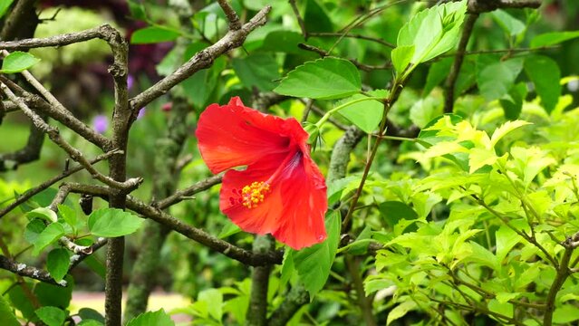 Shoe black plant with a natural background. Also called Hibiscus rosa Sinensis, Chinese hibiscus, China rose, Hawaiian hibiscus, rose mallow and shoeblack plant