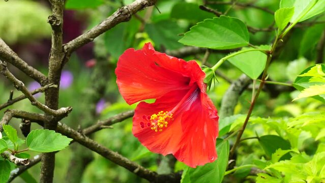 Shoe black plant with a natural background. Also called Hibiscus rosa Sinensis, Chinese hibiscus, China rose, Hawaiian hibiscus, rose mallow and shoeblack plant