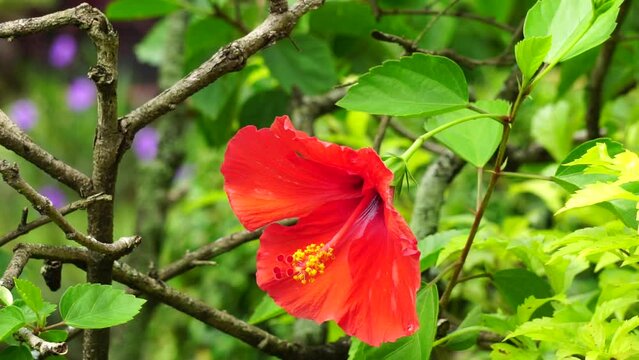 Shoe black plant with a natural background. Also called Hibiscus rosa Sinensis, Chinese hibiscus, China rose, Hawaiian hibiscus, rose mallow and shoeblack plant