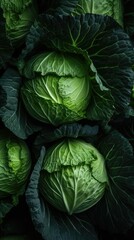 Obraz premium green cabbage in the garden