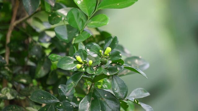 Streblus Asper (Also called Siamese Rough Bush, Sandpaper Tree, Tootbrush Tree, serut) in the garden. It has been used as an oral hygiene product and is also known as the toothbrush tree