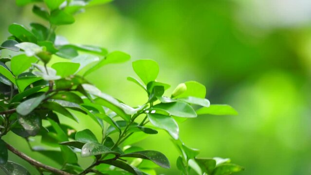 Streblus Asper (Also called Siamese Rough Bush, Sandpaper Tree, Tootbrush Tree, serut) in the garden. It has been used as an oral hygiene product and is also known as the toothbrush tree