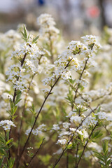 White flowers on the branches of a spring bush close up