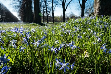 Scillablüte in Hannover in der Herrenhäuser Allee