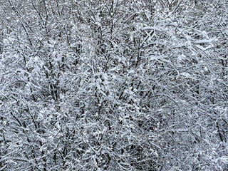 The branches of trees and bushes are covered with snow. Abundant snowfall.