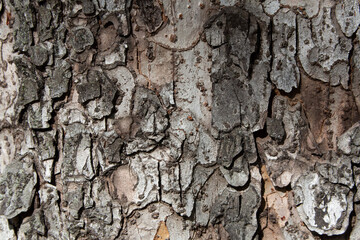 Tree bark texture pattern, old maple wood trunk as background. Dry tree bark texture and background, nature concept.Ginkgo, cherry and zelkova tree trunks.Bark covered with green moss. Stone wall.