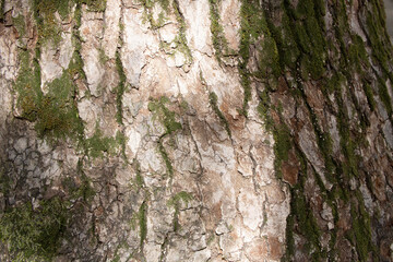 Tree bark texture pattern, old maple wood trunk as background. Dry tree bark texture and background, nature concept.Ginkgo, cherry and zelkova tree trunks.Bark covered with green moss. Stone wall.