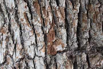 Tree bark texture pattern, old maple wood trunk as background. Dry tree bark texture and background, nature concept.Ginkgo, cherry and zelkova tree trunks.Bark covered with green moss. Stone wall.