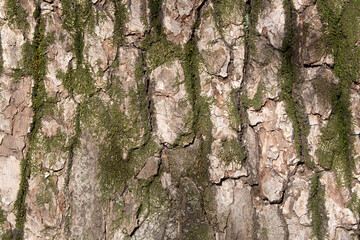 Tree bark texture pattern, old maple wood trunk as background. Dry tree bark texture and background, nature concept.Ginkgo, cherry and zelkova tree trunks.Bark covered with green moss. Stone wall.