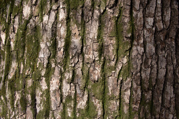 Tree bark texture pattern, old maple wood trunk as background. Dry tree bark texture and background, nature concept.Ginkgo, cherry and zelkova tree trunks.Bark covered with green moss. Stone wall.