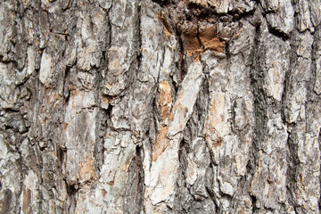 Tree bark texture pattern, old maple wood trunk as background. Dry tree bark texture and background, nature concept.Ginkgo, cherry and zelkova tree trunks.Bark covered with green moss. Stone wall.
