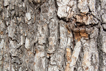 Tree bark texture pattern, old maple wood trunk as background. Dry tree bark texture and background, nature concept.Ginkgo, cherry and zelkova tree trunks.Bark covered with green moss. Stone wall.