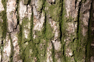 Tree bark texture pattern, old maple wood trunk as background. Dry tree bark texture and background, nature concept.Ginkgo, cherry and zelkova tree trunks.Bark covered with green moss. Stone wall.