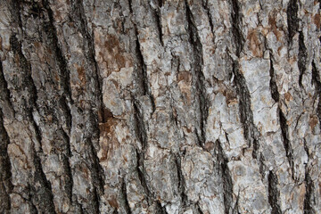 Tree bark texture pattern, old maple wood trunk as background. Dry tree bark texture and background, nature concept.Ginkgo, cherry and zelkova tree trunks.Bark covered with green moss. Stone wall.