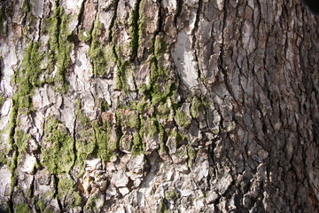 Tree bark texture pattern, old maple wood trunk as background. Dry tree bark texture and background, nature concept.Ginkgo, cherry and zelkova tree trunks.Bark covered with green moss. Stone wall.