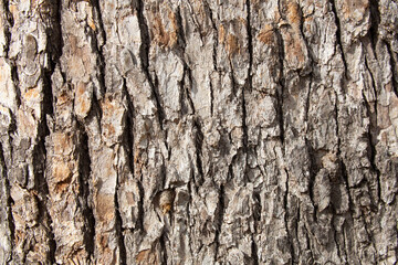 Fototapeta premium Tree bark texture pattern, old maple wood trunk as background. Dry tree bark texture and background, nature concept.Ginkgo, cherry and zelkova tree trunks.Bark covered with green moss. Stone wall.