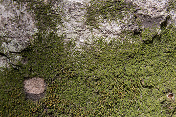 Tree bark texture pattern, old maple wood trunk as background. Dry tree bark texture and background, nature concept.Ginkgo, cherry and zelkova tree trunks.Bark covered with green moss. Stone wall.