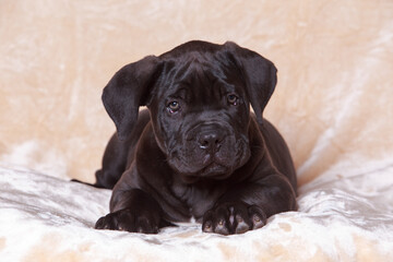 cane corso italiano puppy