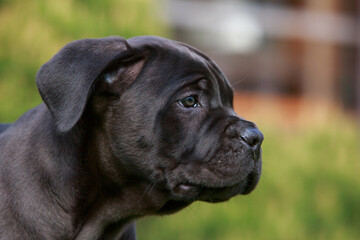 Obraz premium cane corso italiano puppy