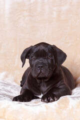 cane corso italiano puppy