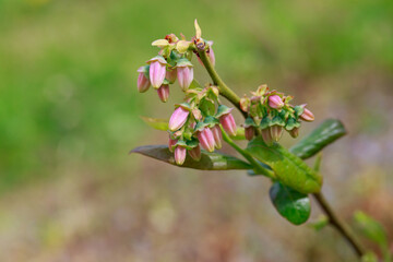 Fototapeta premium Blooming blueberry close up
