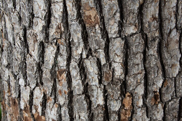 Fototapeta premium Tree bark texture pattern, old maple wood trunk as background. Dry tree bark texture and background, nature concept.Ginkgo, cherry and zelkova tree trunks.Bark covered with green moss. Stone wall.