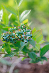 Green berries blueberries