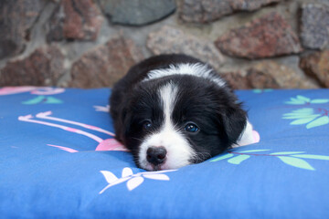 Dog breed Border Collie