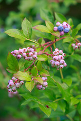 Green berries blueberries