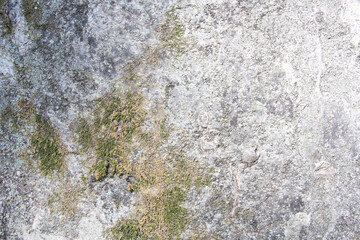 Tree bark texture pattern, old maple wood trunk as background. Dry tree bark texture and background, nature concept.Ginkgo, cherry and zelkova tree trunks.Bark covered with green moss. Stone wall.