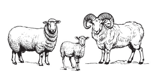 Sheep family hand drawn sketch illustration Farming