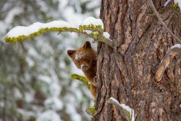 Cute brown bear cub on the tree. Montana, United States.
