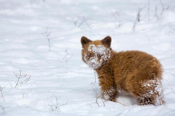 Closeup of a cute brown bear cub on snow. Montana, United States. © Craig A Mccollum/Wirestock Creators