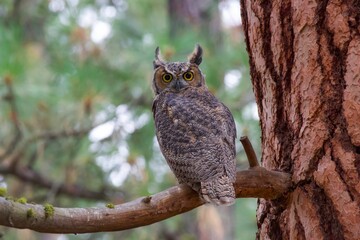 Closeup of a South American great horned owl (Bubo virginianus nacurutu) on a tree branch
