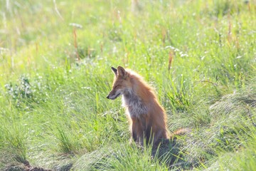 Selective of an  American red fox (Vulpes vulpes fulva) in green grass under the sunlight