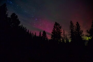 Scenic view of tree silhouettes against a starry night sky with northern lights