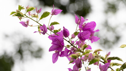 Obraz premium Vivid Purple Bougainvillea Blossom Against the Sky