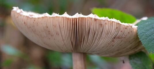 Panoramic closeup of brown Parasol mushroom in the forest