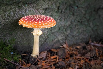 Closeup shot of a mushroom growing in the forest