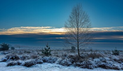 Fototapeta na wymiar Leafless tree in a snow-covered field full of bushes at sunrise