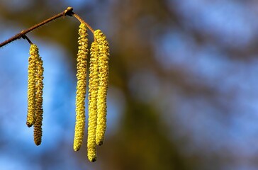 Selective focus of hazel catkins on a tree branch in a field with a blurry background